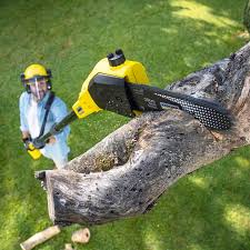 Best Tree Cabling and Bracing  in Needville, TX