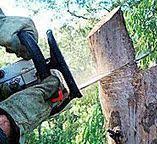Best Hedge Trimming  in Needville, TX