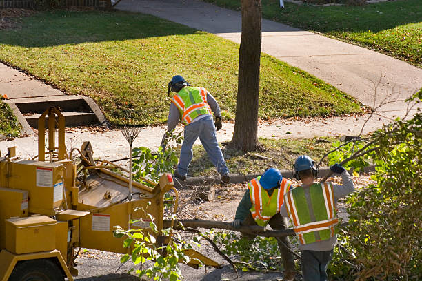 Best Tree Disease Treatment  in Needville, TX