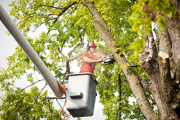 How Our Tree Care Process Works  in  Needville, TX