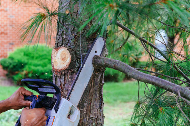 Best Lawn Pest Prevention  in Needville, TX
